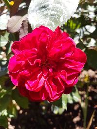 Close-up of pink rose flower