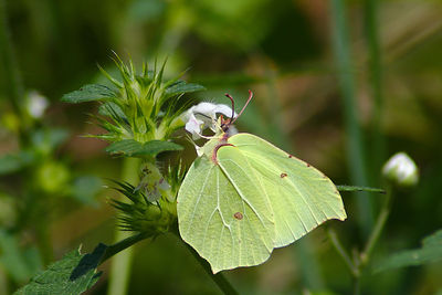 Close-up of insect on plant