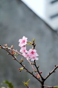 Low angle view of cherry blossom tree