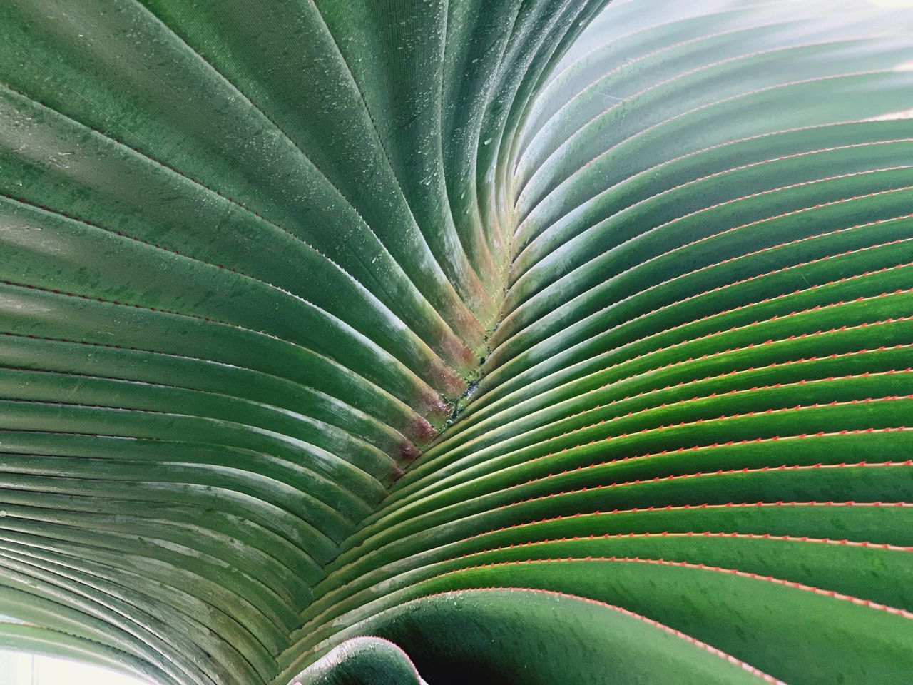 CLOSE-UP OF PALM LEAF