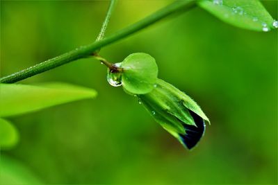 Close-up of water drops on flower