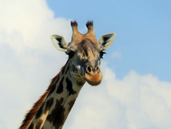 Low angle portrait of giraffe against sky