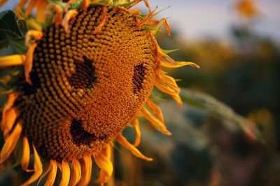 Close-up of sunflower with smiley face outdoors