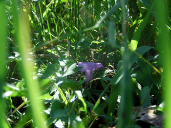 Close-up of purple wildflowers growing outdoors