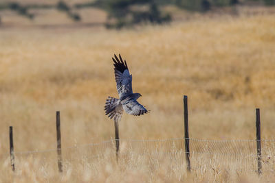 Bird flying in a field