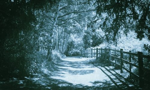 Footpath amidst trees