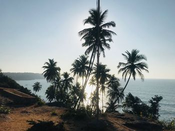 Palm trees on beach against sky