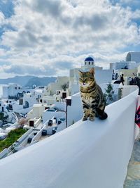 Cat by building against sky in city