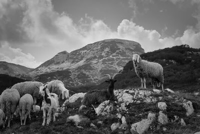 Flock of sheep on field against sky