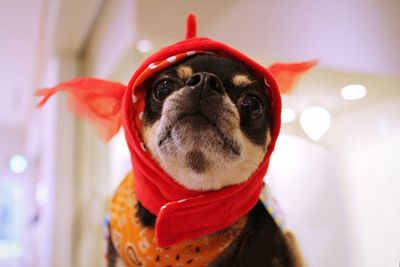 Close-up of chihuahua in headwear at home