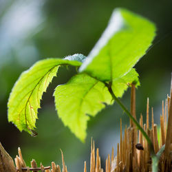 Close-up of plant