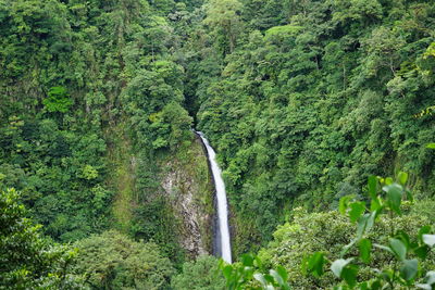 Scenic view of waterfall in forest