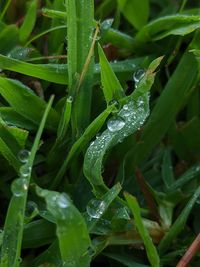 Close-up of wet plant during rainy season