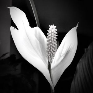 Close-up of white flowering plant