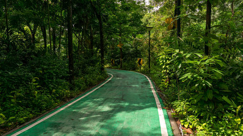 Green bicycle lane and white line border through the jungle under greenery trees