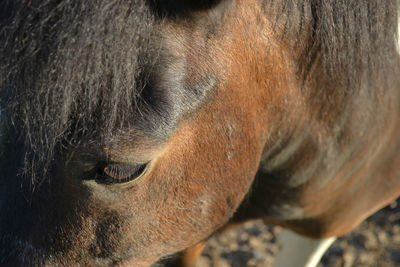 High angle close-up of brown horse