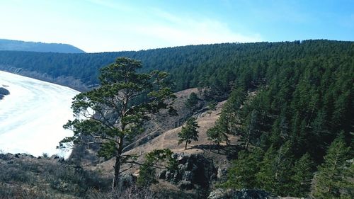 Scenic view of trees in forest against sky