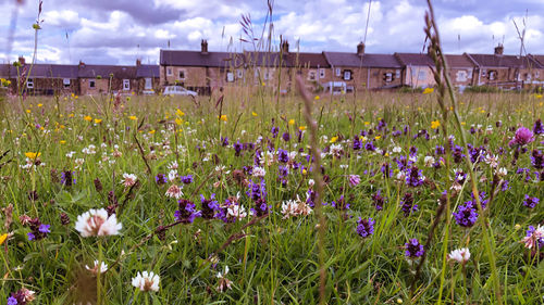 Close-up of purple flowering plants on field