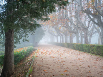 Road amidst trees during autumn