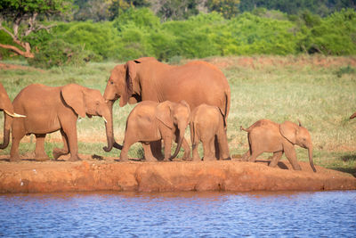 View of elephant drinking water