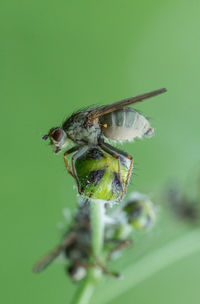 Close-up of insect on leaf