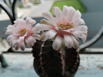 Close-up of cherry blossom