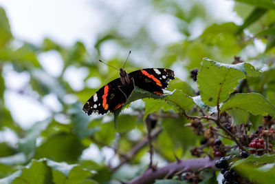 Close-up of butterfly on leaf