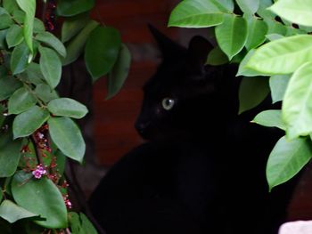 Close-up of bird on plant