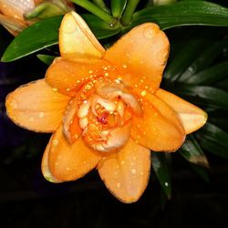 Close-up of wet orange day lily