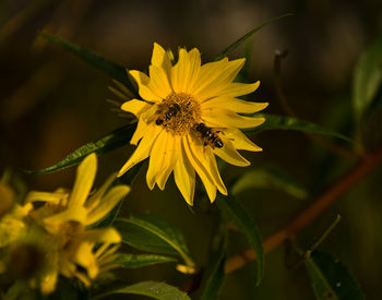 Close-up of bee on yellow flower