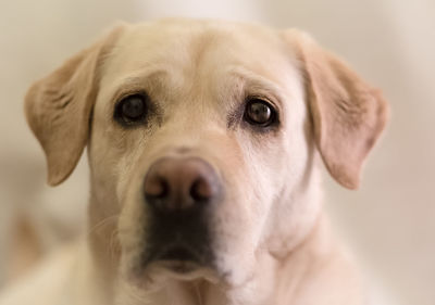 Close-up portrait of labrador