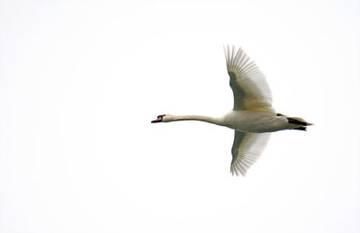 Low angle view of swan flying against clear sky