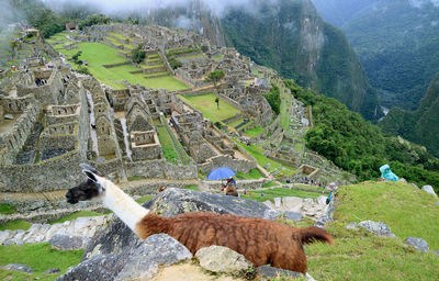 llama in the inca ruins of machu picchu,  cusco region, urubamba province, peru
