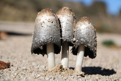 Close-up of shells on sand at beach