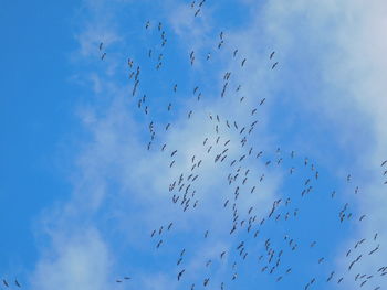 Low angle view of birds flying in sky