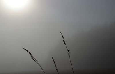 Close-up of silhouette plant against clear sky