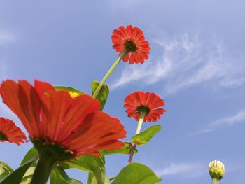 Low angle view of red flowering plant against sky