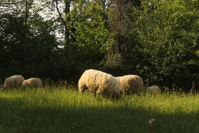 Sheep grazing on field