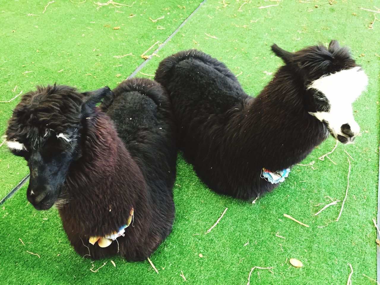 animal themes, grass, green color, two animals, grassy, bird, field, wildlife, animals in the wild, one animal, domestic animals, togetherness, high angle view, duck, black color, nature, outdoors, mammal, day, three animals