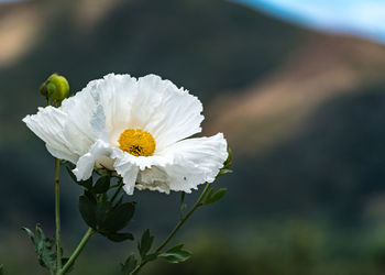 Close-up of white flower