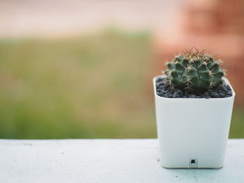 Close-up of potted plant on table