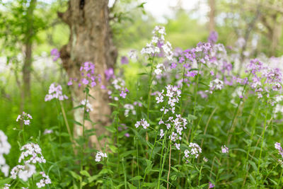 Close-up of purple flowering plants on field