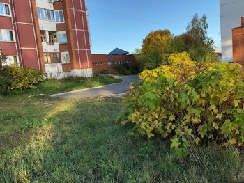 Plants growing by building against sky