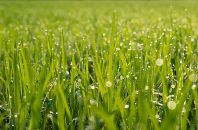 Close-up of wet crops on field