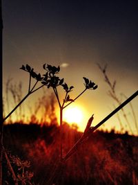 Close-up of plants at sunset