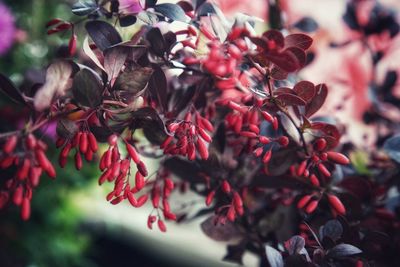 Close-up of red flowering plant