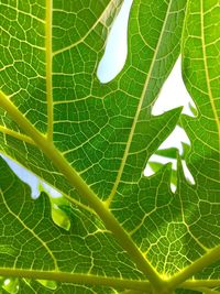 Close-up of green leaf