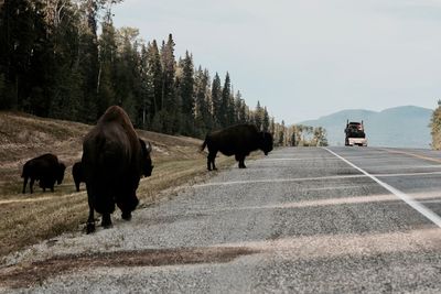 American bison on road