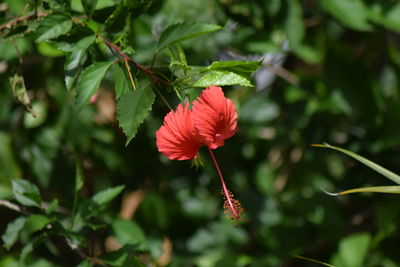 Close-up of red hibiscus flower