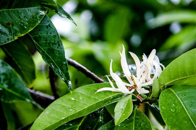 Close-up of wet leaves on rainy day